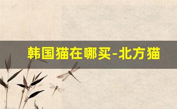 韩国猫在哪买-北方猫市场为啥那么便宜